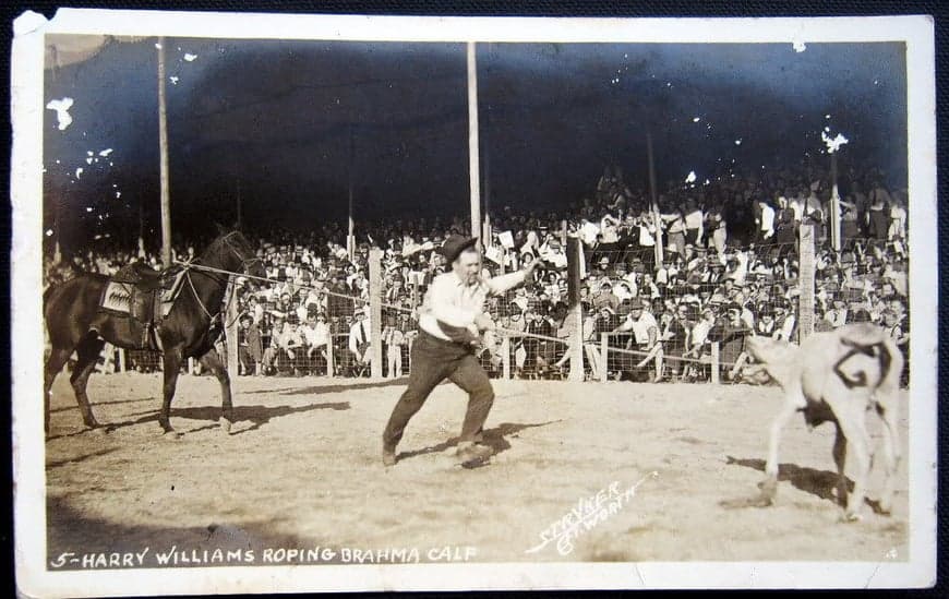 HARRY WILLIAMS ROPING BRAHMA CALF