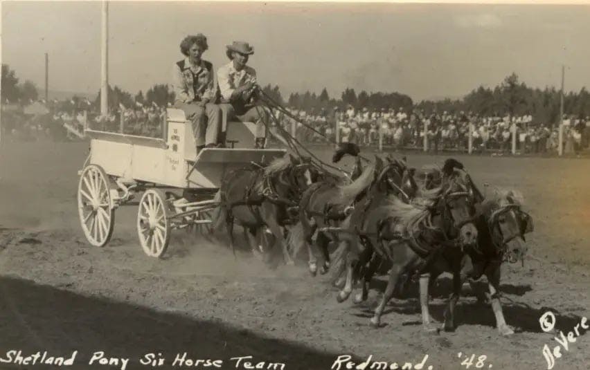 c.1948 Shetland Pony six Horse Team Redmond California.