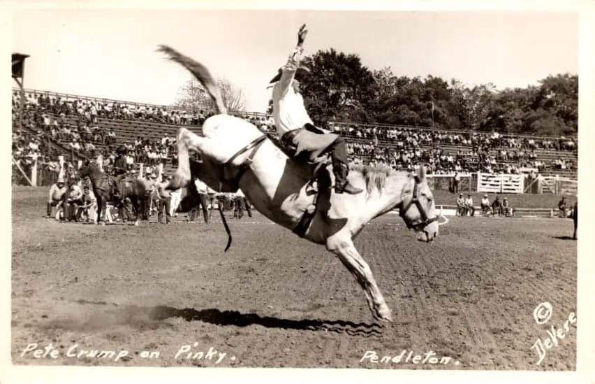 Pete Crump on Pink in Pendleton Oregon.