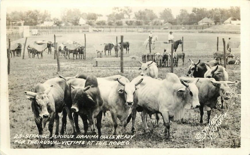 Furious Brahma Bulls Ready for Usual Rodeo Victims