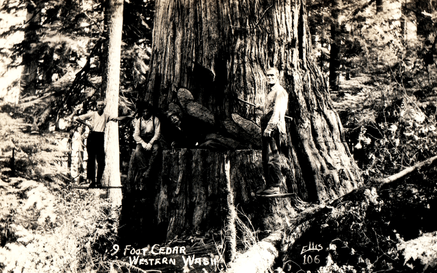 c.1925 Four loggers on a 9 foot wide Pacific Red Cedar Tree (No. 106)