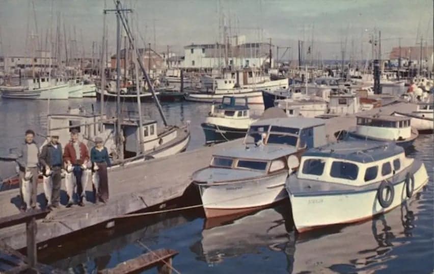 Men with salmon on dock. Standing next to wooden boats.